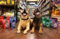 - Dog Treat - Beef Chips