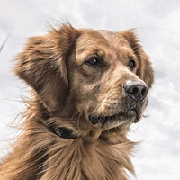 SportDOG - 100-Yard Stubborn Dog Remote Trainer - Waterproof E-Collar - YT-100S