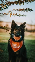 Tucker's - Frozen Dog Food - Pork,  Duck,  & Pumpkin
