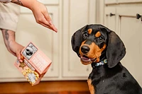 Wet Noses - Dog Training Treats - Peanut Butter Stars