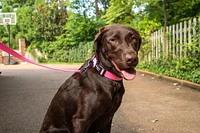 Nylon Dog Leash