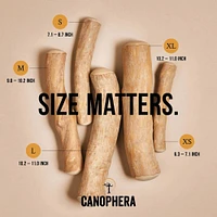 Canophera - Natural Coffee Wood Dog Chew – Long Lasting & Durable – Supports Healthy Chewing & Dental Health