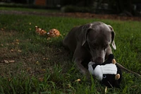 Nubbie Buddies Plush Dog Toy - 2 in 1 Squeaky Toy with Hidden Bonus Ball