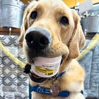 Prudence - Dog Supplement - Brain Health (formerly Puppy IQ)