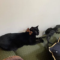 Huxley & Kent - Bow Tie - Halloween - Candy Corn