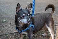 Nylon Dog Harness - Gradient Blue