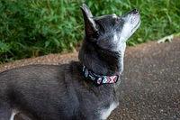 Nylon Dog Collar