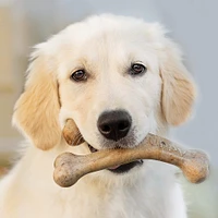 - Dog Chew Toy - Puppy Wishbone - Bacon