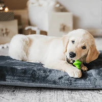 Benebone - Dog Chew Toy - Puppy 4 Pack