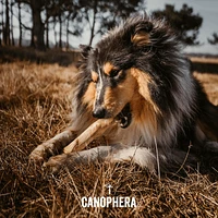 Canophera - Natural Coffee Wood Dog Chew – Long Lasting & Durable – Supports Healthy Chewing & Dental Health