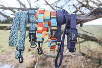 - Dog Leash - Arrow Blue