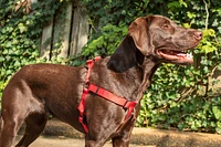 Nylon Dog Harness
