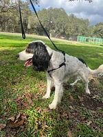 Nylon Dog Harness