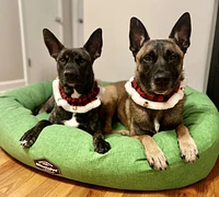 Plush Pet Collar