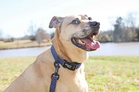 Dog Collar