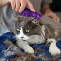 KONG - Cat Brush - Zoomgroom Cat