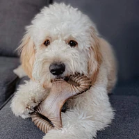 Benebone - Dog Chew Toy - Bacon Dental Chew & Wishbone