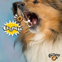 Fromm - Crunchy Os® Dog Treats - Low Calorie Crunchy Snack for Training & Fun - Blueberry Blasts Flavor