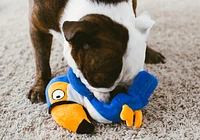 Fetch Pet - Interactive Pet Toy - Hatchables Toucan