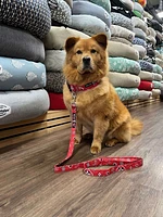 Dog Collar