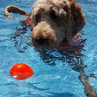 Ruff Dawg - Indestructible Dog Toy - Heavy Duty Rubber & Super Bouncy Ball for Tough Play