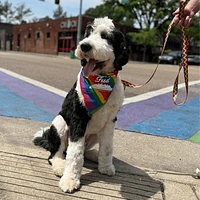 - Dog Leash - Rainbow