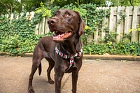 Nylon Dog Harness