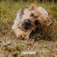 Canophera - Natural Red Deer Antler Split Dog Chew – Long-Lasting & Durable  – Supports Dental & Joint Health
