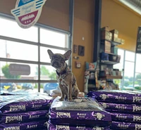 Fromm - Dry Dog Food - Adult