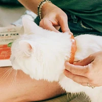 Wondercide - Flea & Tick Cat Collar - Natural Plant Based Protection with Essential Oils