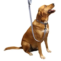 - Nylon Dog Leash - Gradient Blue