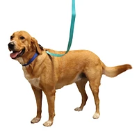 Nylon Dog Leash - Teal