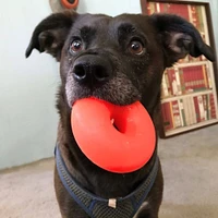 Ruff Dawg - Durable Retrieving Dog Toy - Bouncy Rubber Ring for Chewing & Fetch - Dawg-Nut