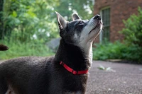 Nylon Dog Collar