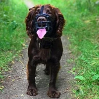Ultra Basket Dog Muzzle – Humane