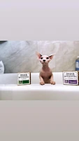 Project Sudz - Organic Pet Shampoo - Hypoallergenic Shampoo
