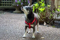 Nylon Dog Harness