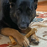 Rawhide Alternative Roll