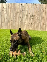 Dog Chew Toy