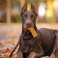 Ethical Pet - Flip Chips Collagen Dog Chew - Digestible Rawhide Alternative Treat - Pork