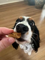 Dog Treat - Chicken Training Treats