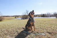 - Dog Leash - Arrow Blue