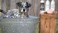 Project Sudz - Organic Dog Shampoo - Patchouli Charcoal