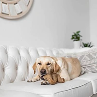 Dog Chew Toy