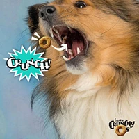 - Crunchy Os® Dog Treats - Low Calorie Crunchy Snack for Training & Fun - Banana Kablammas™ Flavor