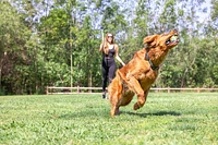 Chuckit! - Dog Toy - Eco Fetch Ball