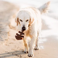 Dog Chew Toy