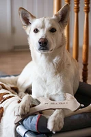 Tall Tails - Dog Toy - Natural Leather Antler Toy