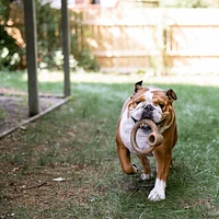 Benebone - Dog Chew Toy - Bacon Ring