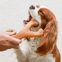 Benebone - Dog Chew Toy - Wishbone
